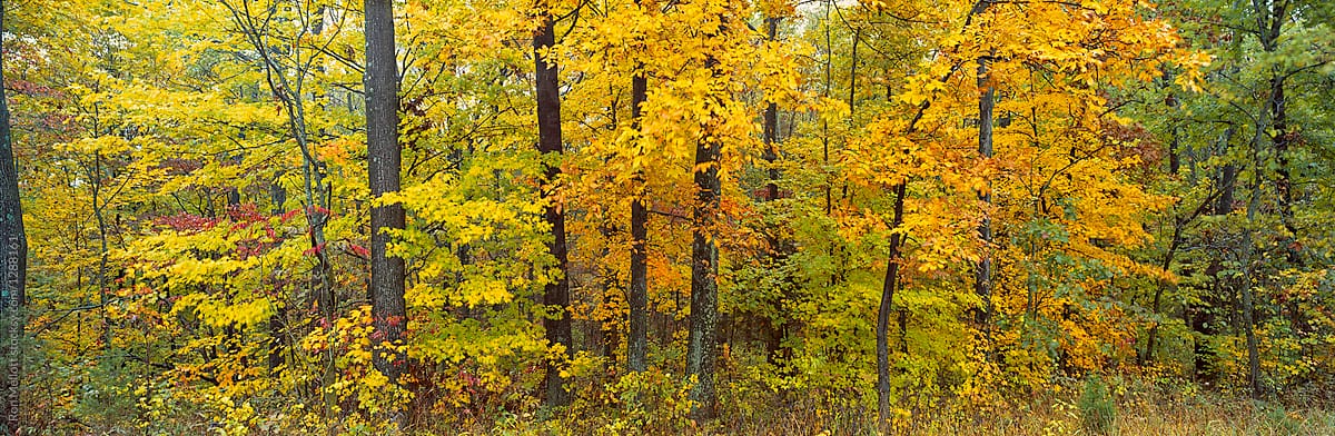Autumn forest in fall, panorama, in Indiana, October, film