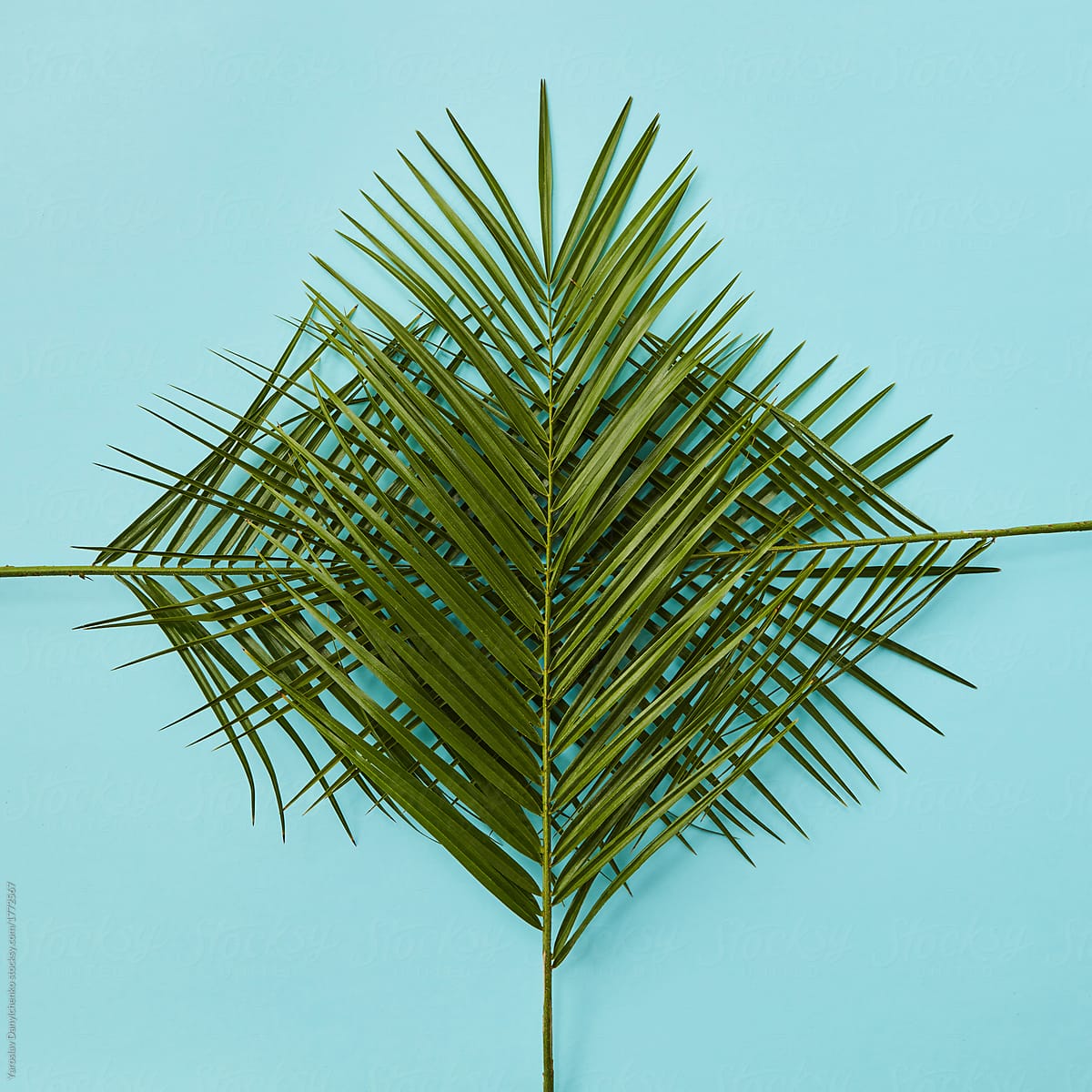 pattern of palm leaves on blue background
