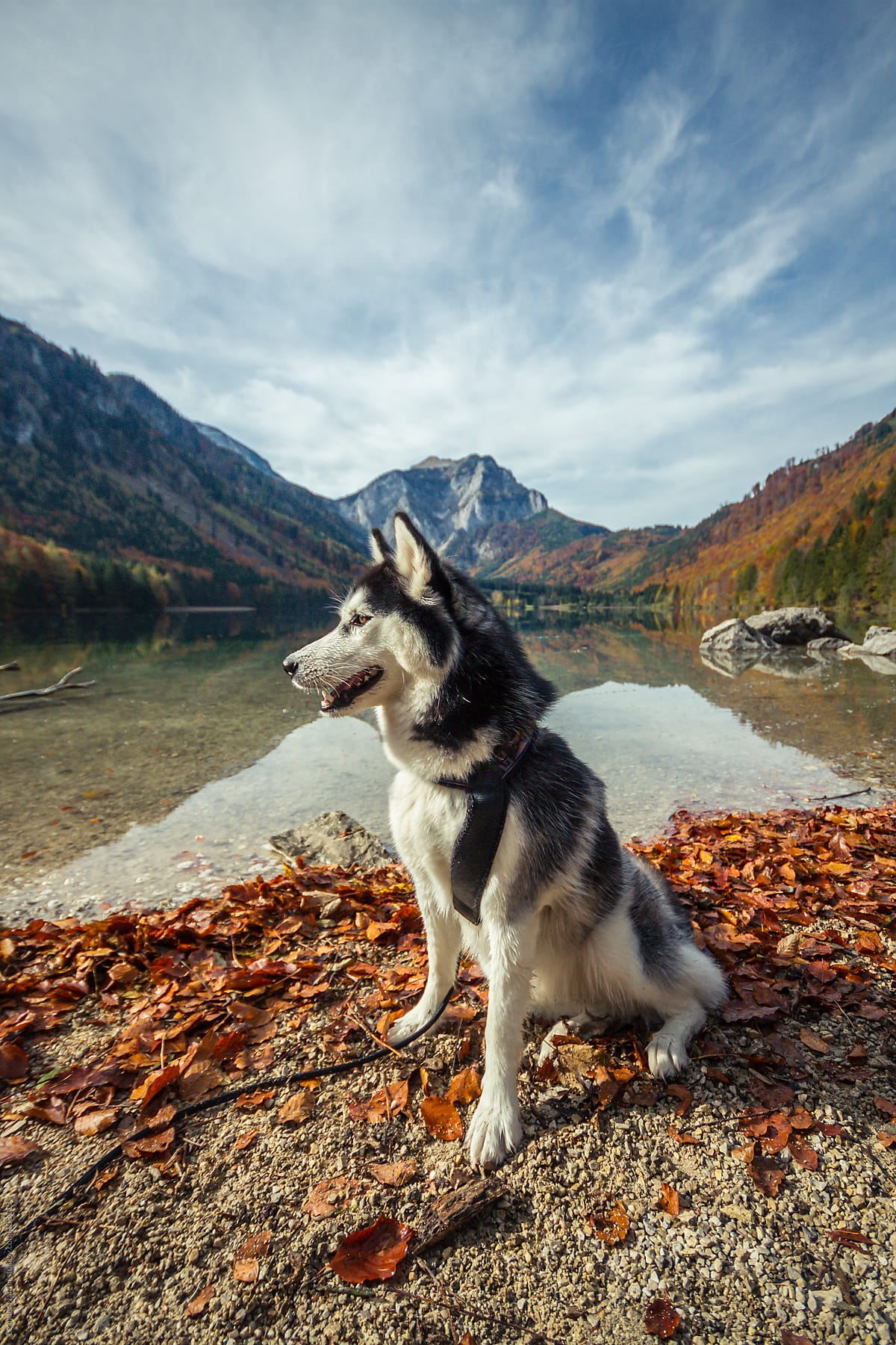 husky is sitting in an autumnal landscape scenery
