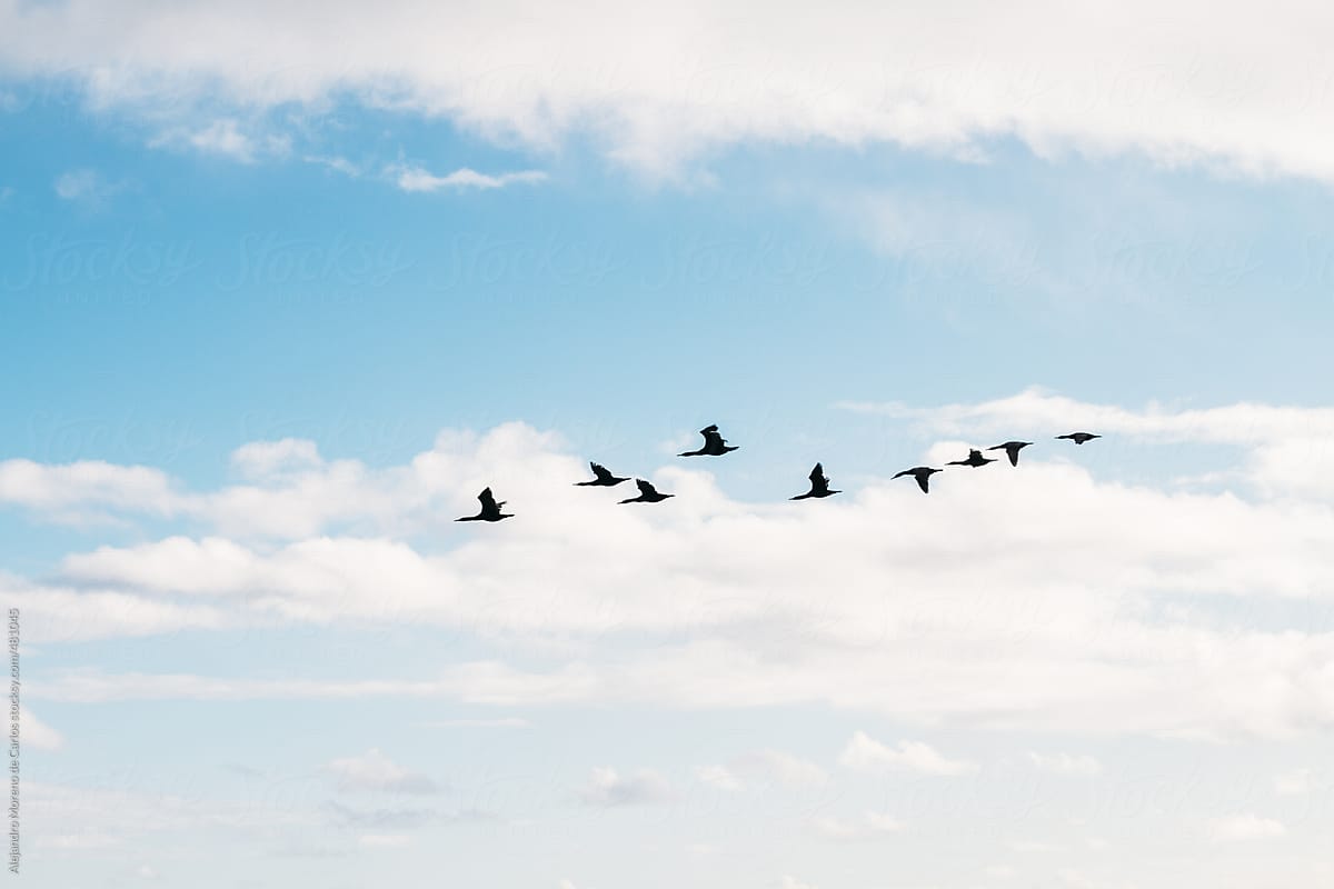 Geese flock flying on blue sky