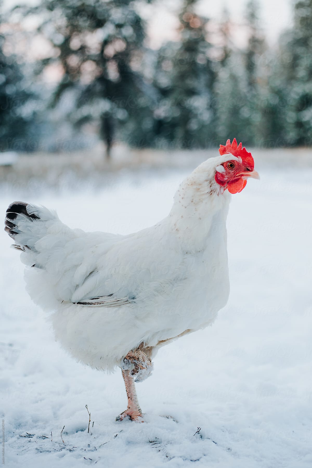 A white Delaware hen in the snow