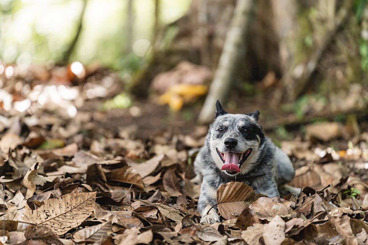 Autralian shepherd dog resting in a forest