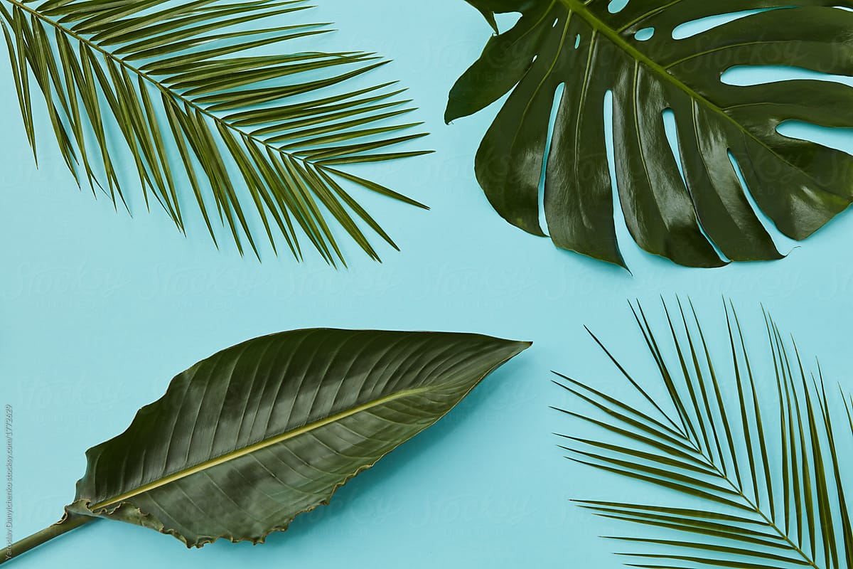 composition of palm leaves on a blue texture