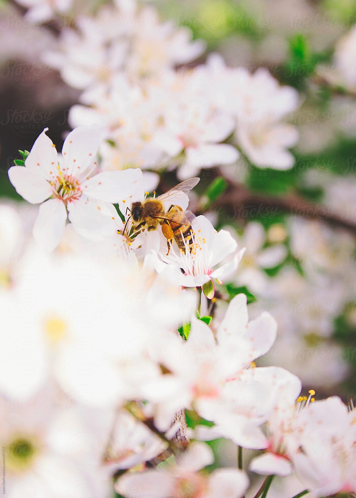 Bee with legs full of pollen on plum flowers