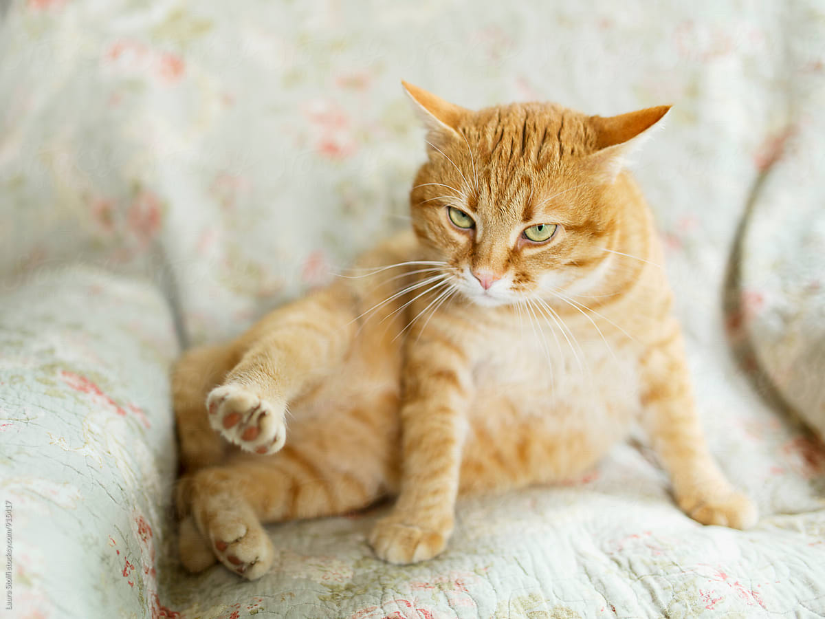Huge ginger cat laying in odd position on floral armchair