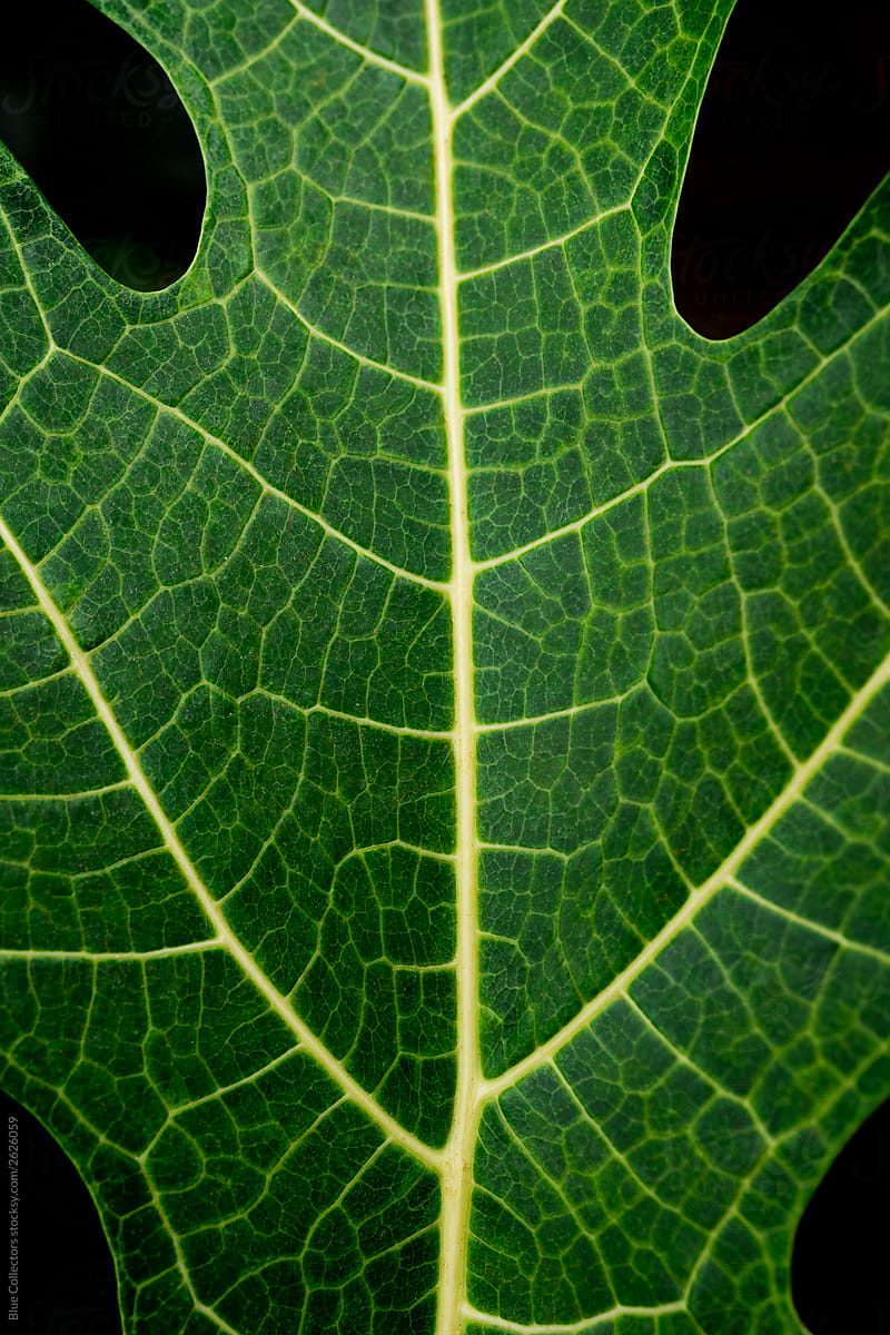 details of green leaves
