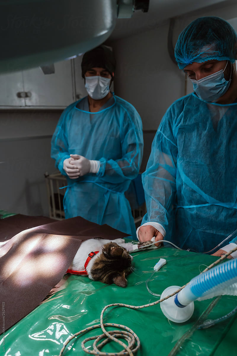 Veterinarians And A Cat In The Surgery Room.