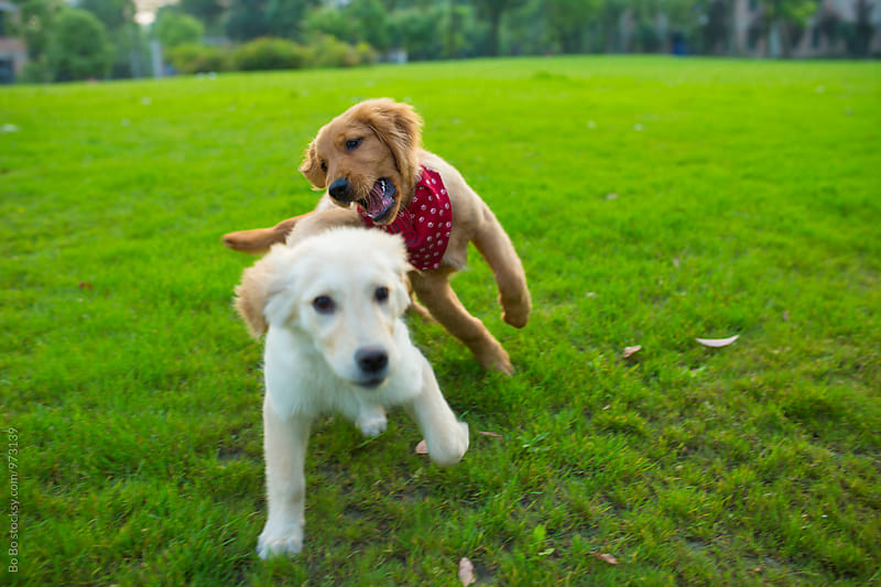 two young dog playing