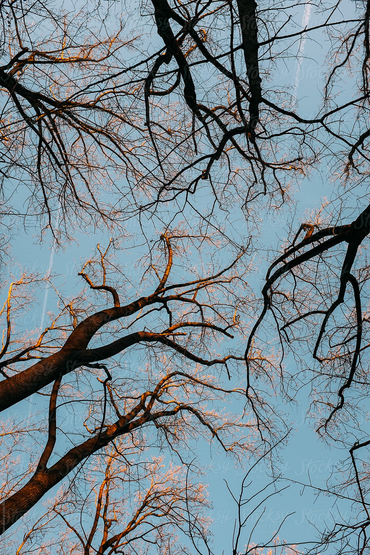 Bare trees in forest at dusk, low angle view