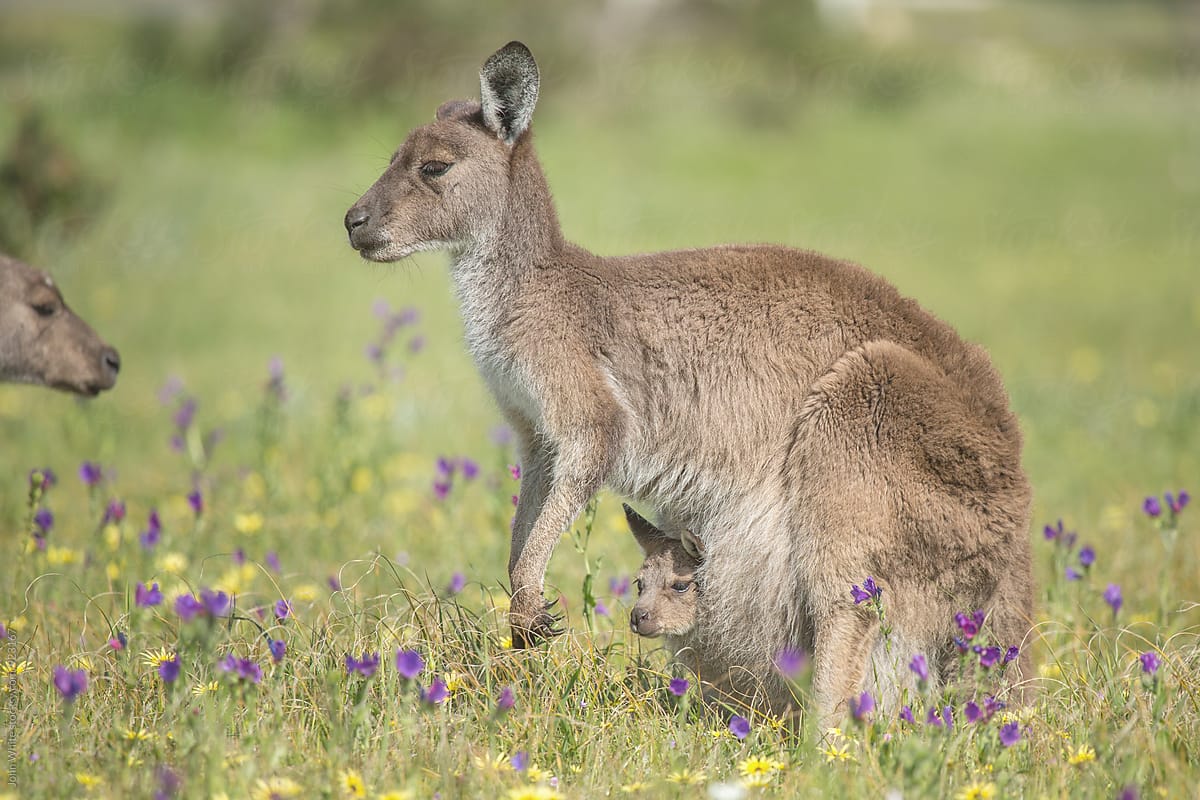 Kangaroo and baby joey. Australia