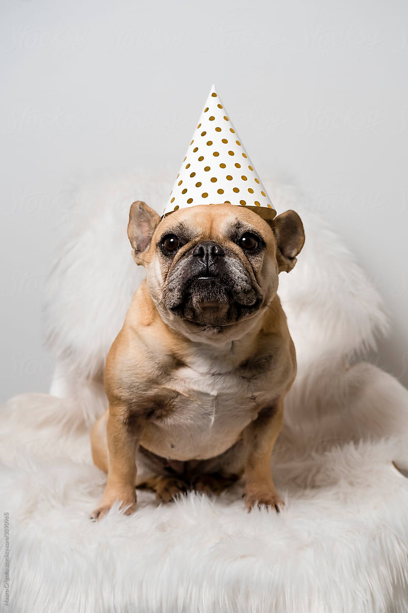 French Bulldog Dog ready for the party.