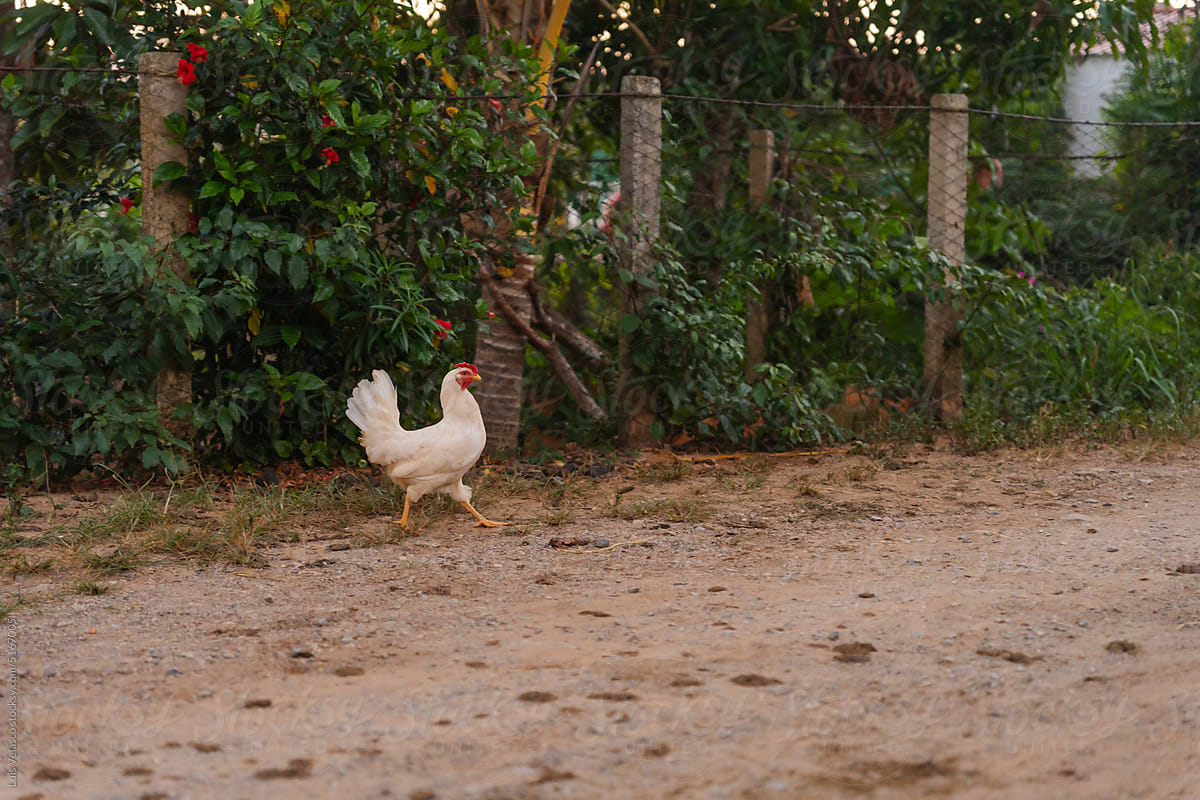 Chicken walking In A Pen