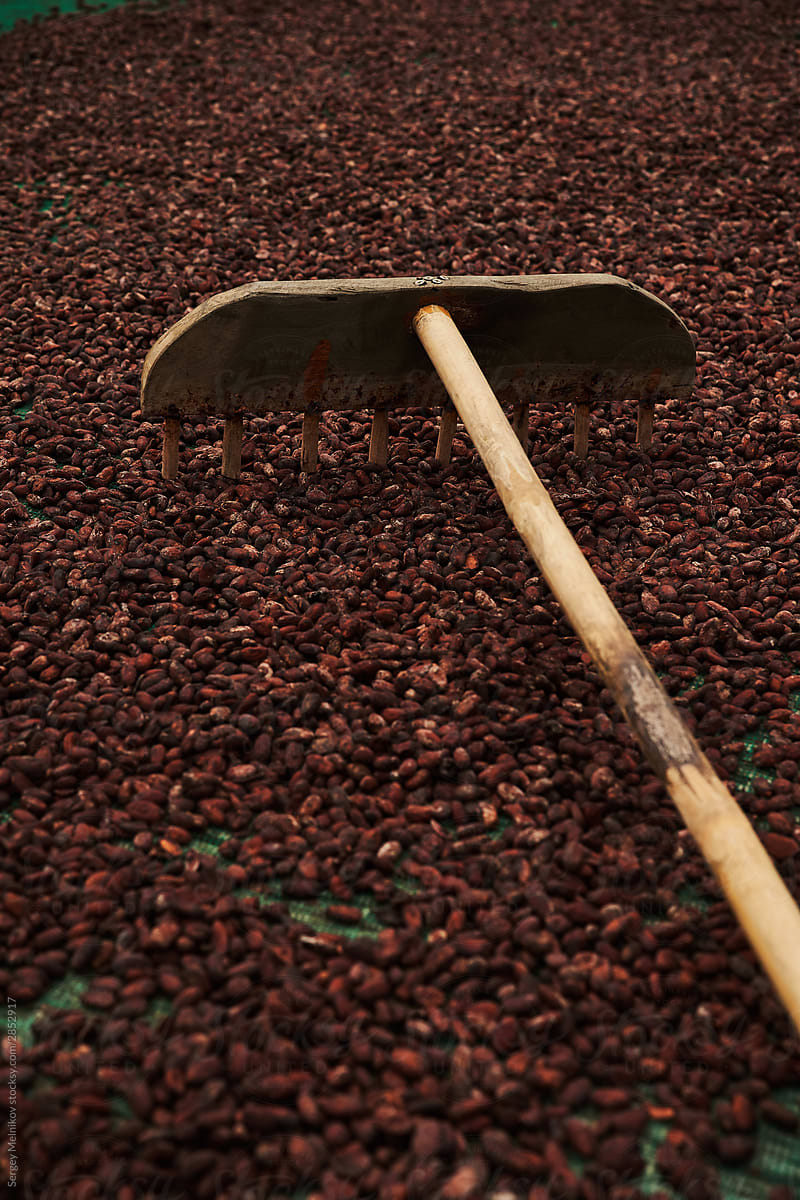 Wooden rake mixing cocoa beans