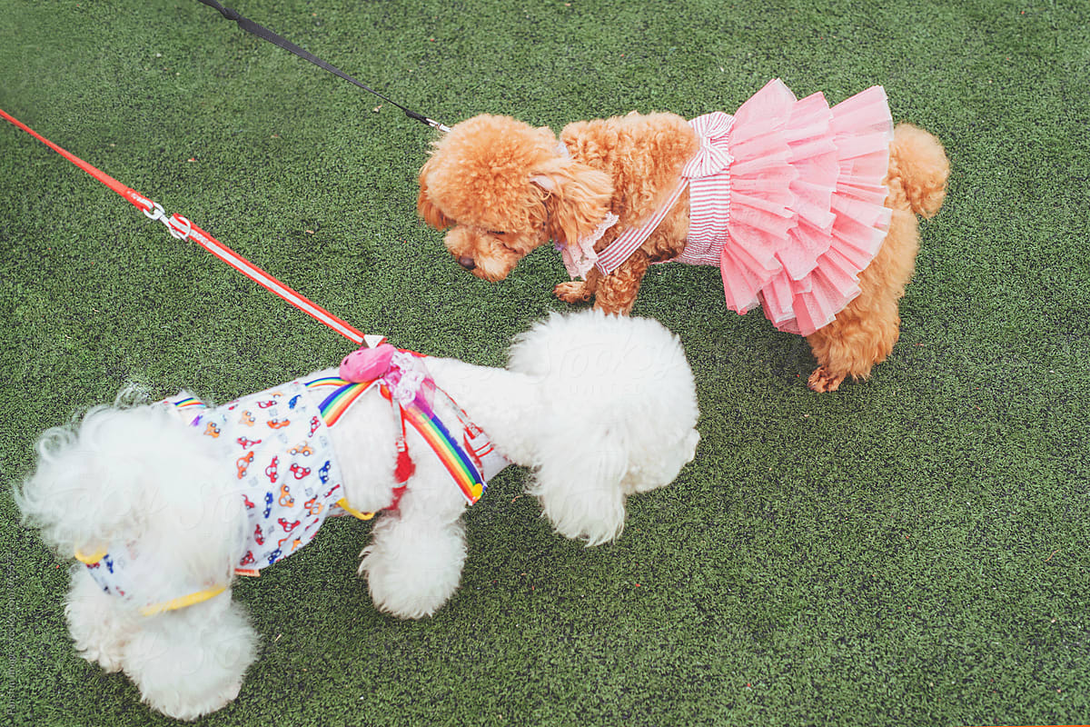 poodle dogs wearing pet clothing