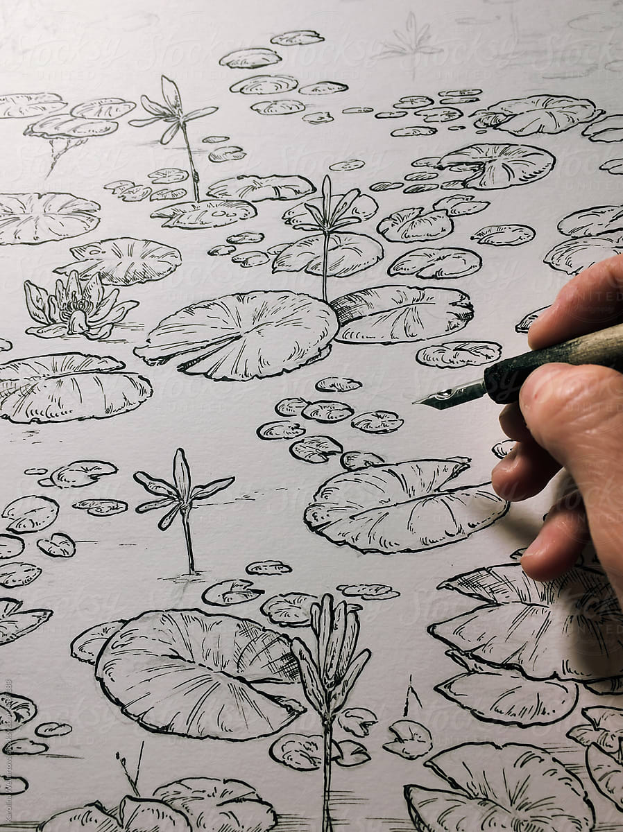 Water Lilies ink drawing