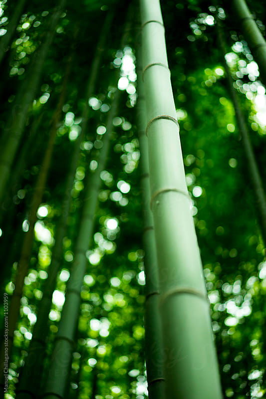 A single stem of bamboo at the bamboo path in Kyoto