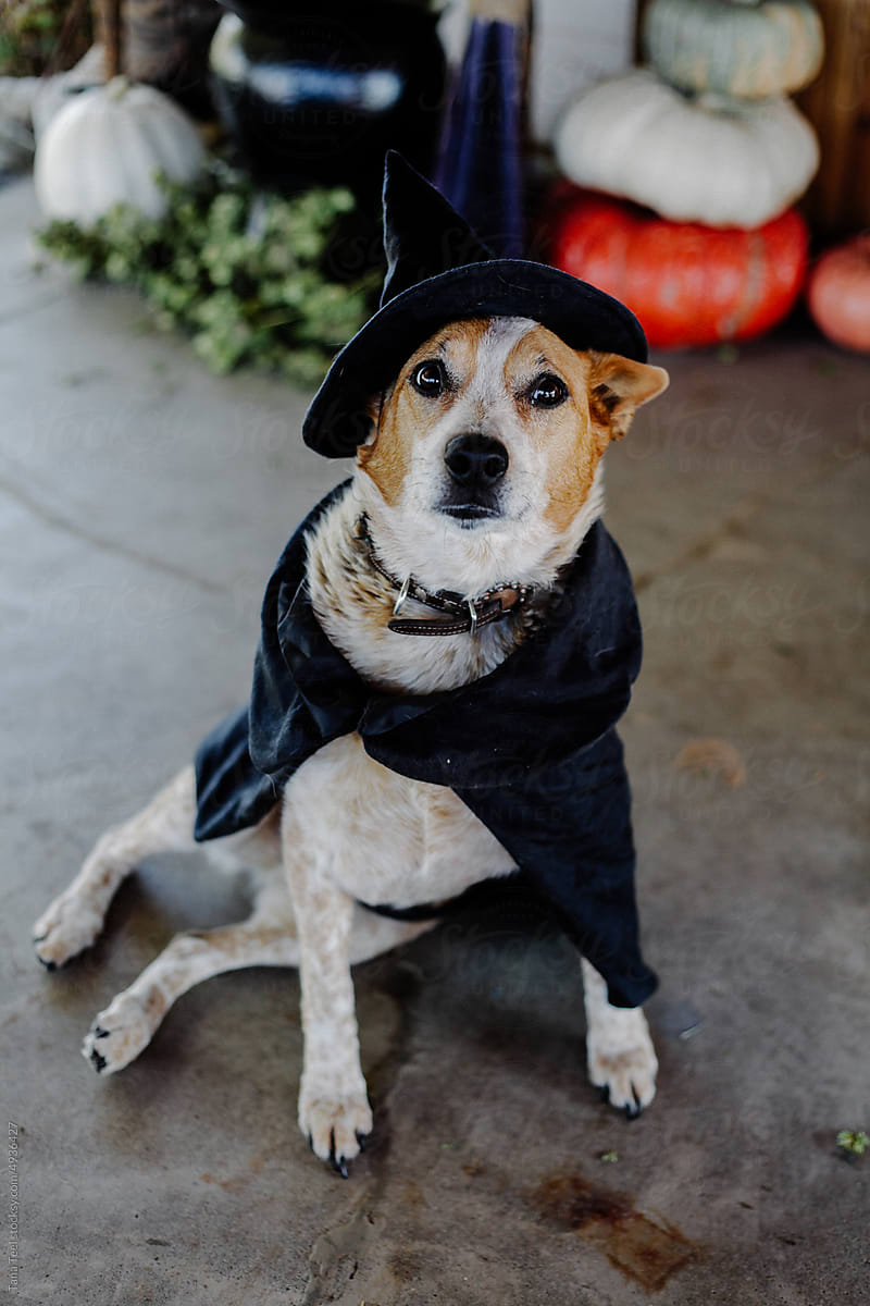 red heeler dog wearing witch costume for Halloween