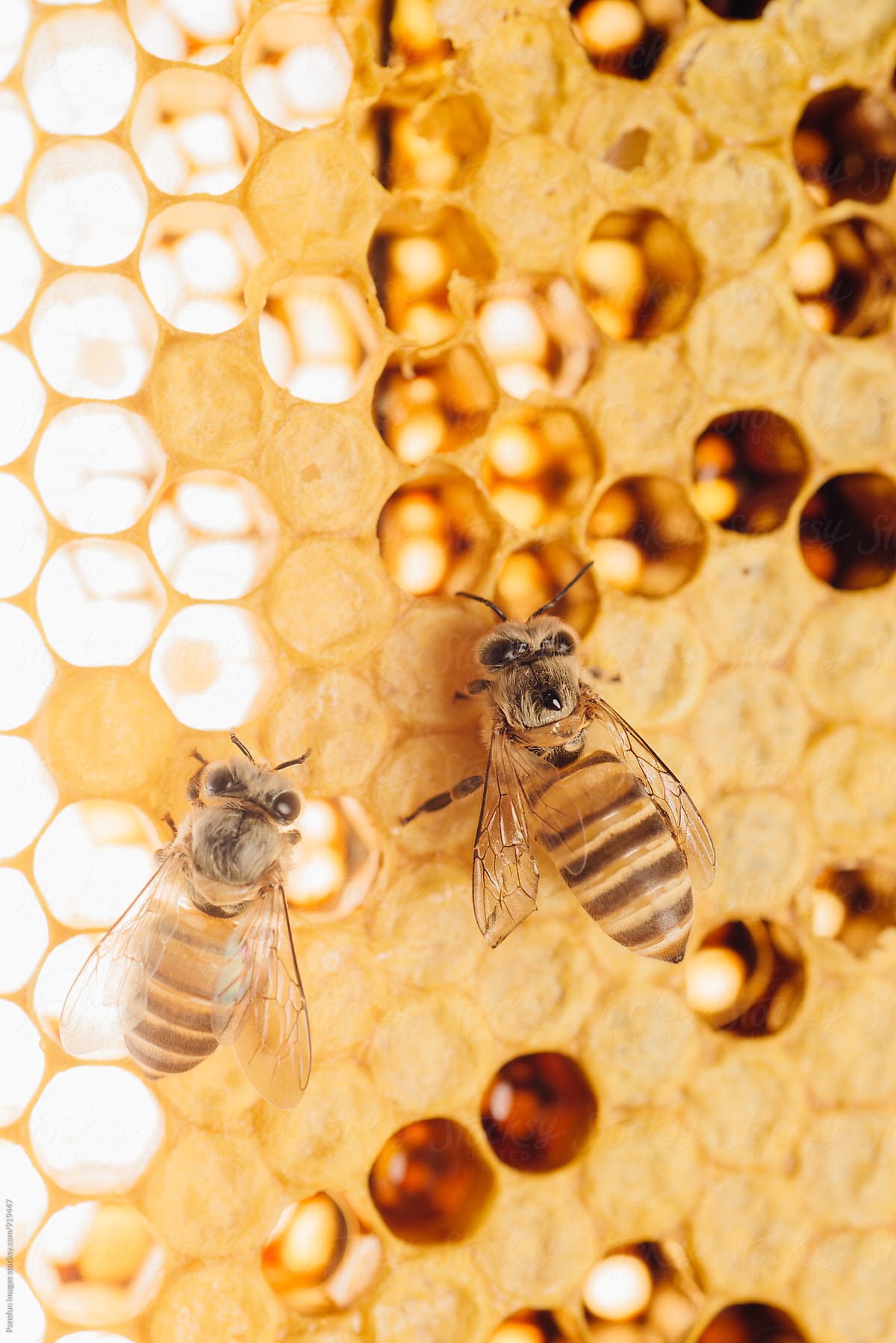 honey bee work on honeycomb