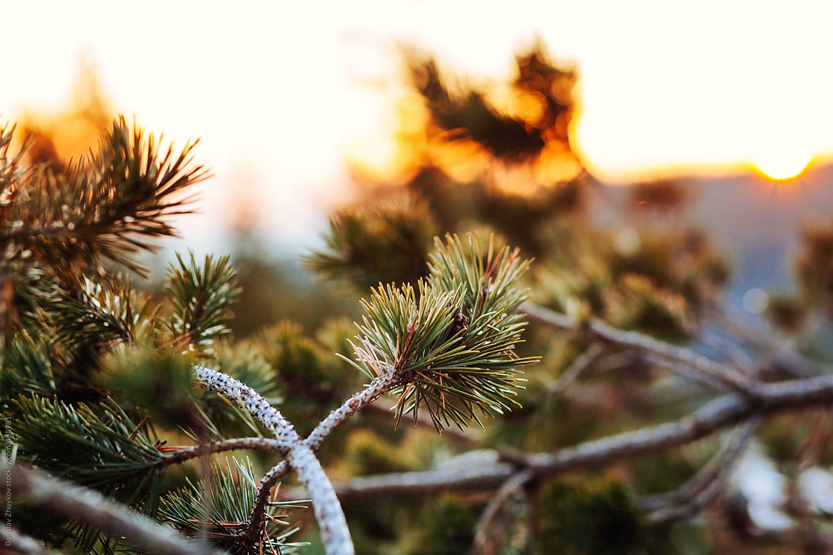 Winter sun through frozen pine tree branch