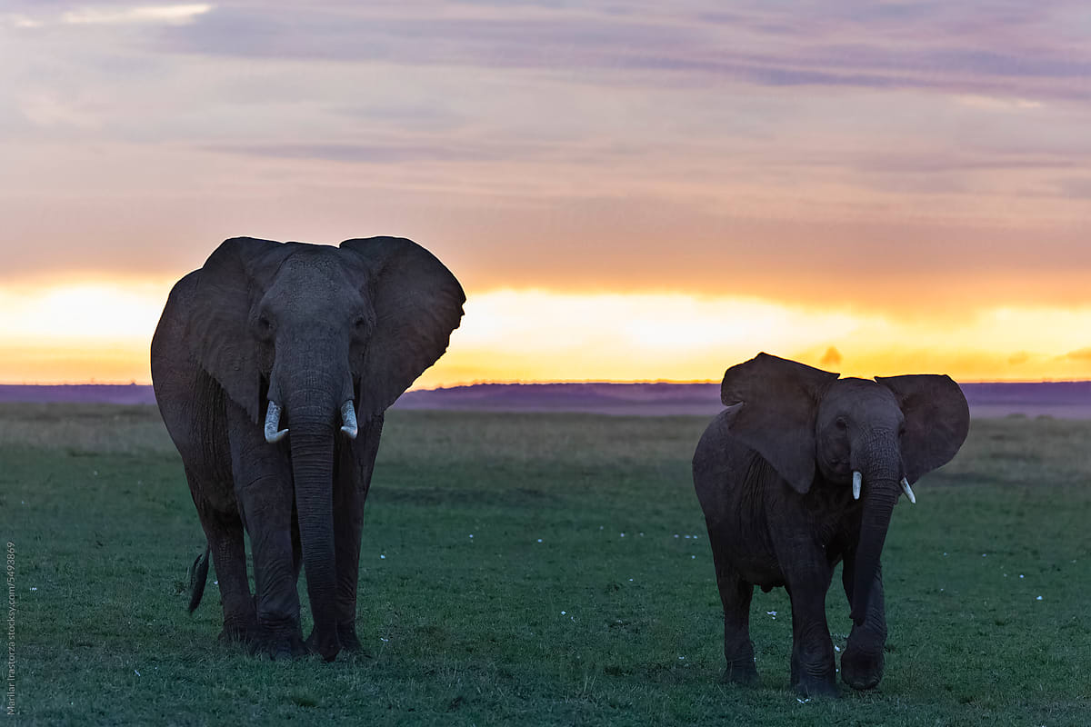 Two Elephants Walk Through The Savanna At Sunset