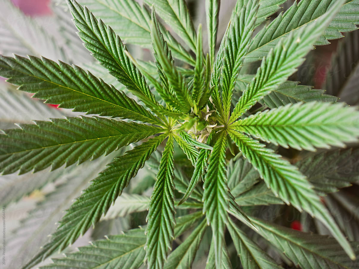 Closeup Shot Of A Cannabis Plant Leaves From Above