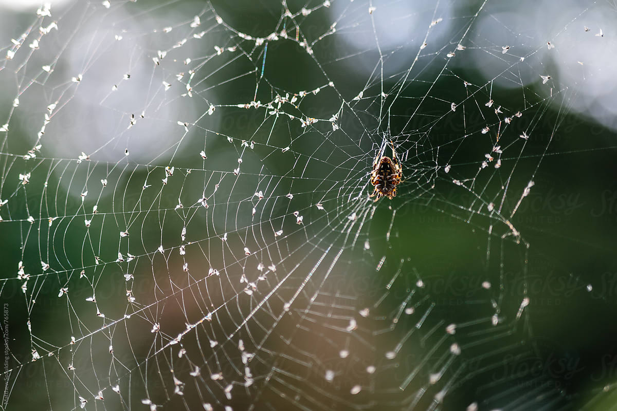 Spider with many small insects caught in web