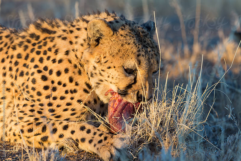 Cheetah (Acinonyx jubatus) eating meat from game