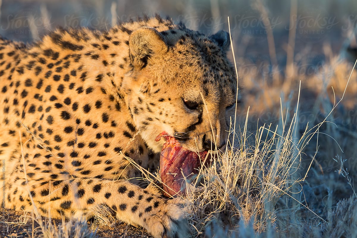 Cheetah (Acinonyx jubatus) eating meat from game