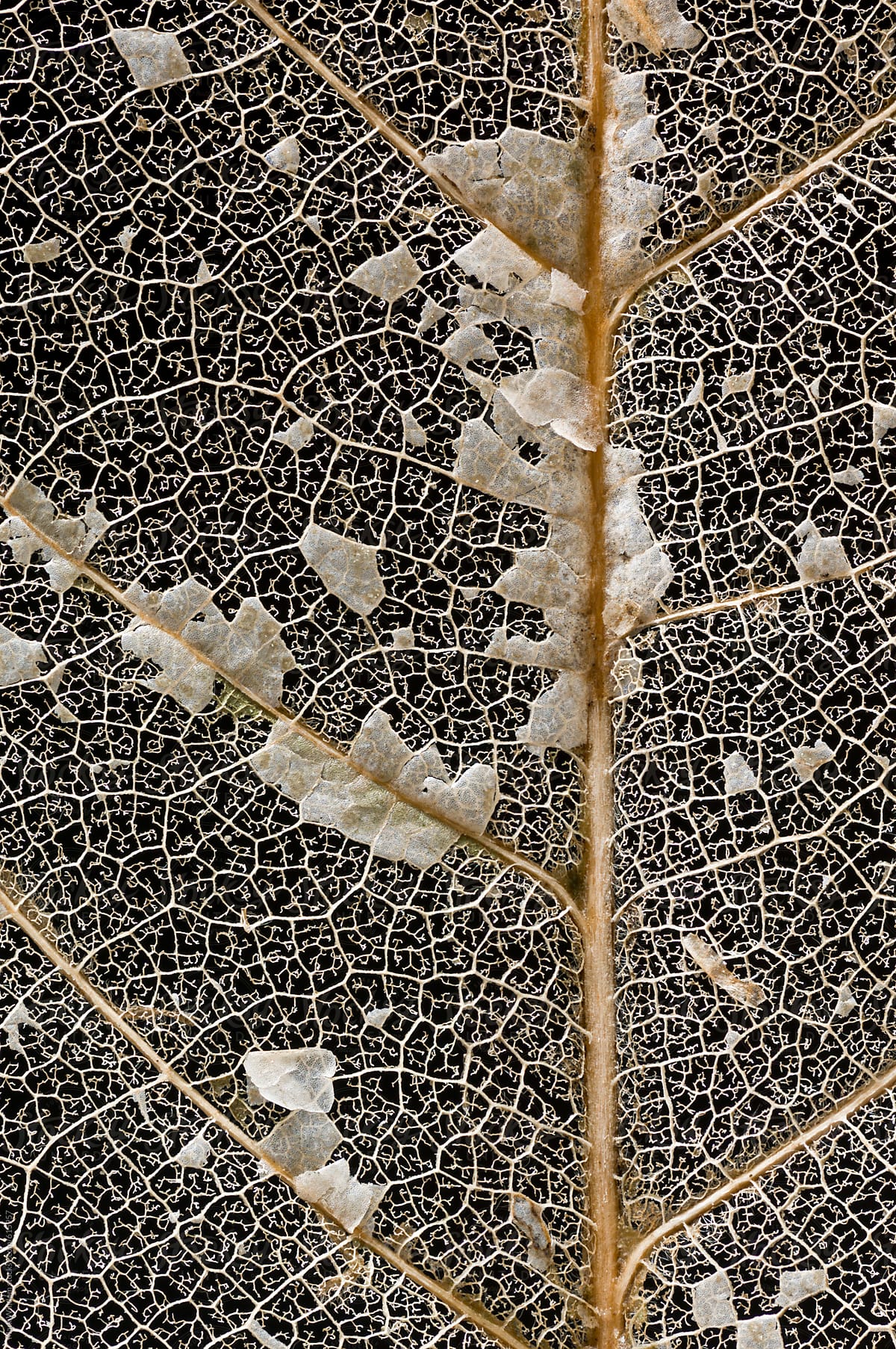 Macro photograph of a decaying leaf by Mark Windom ...