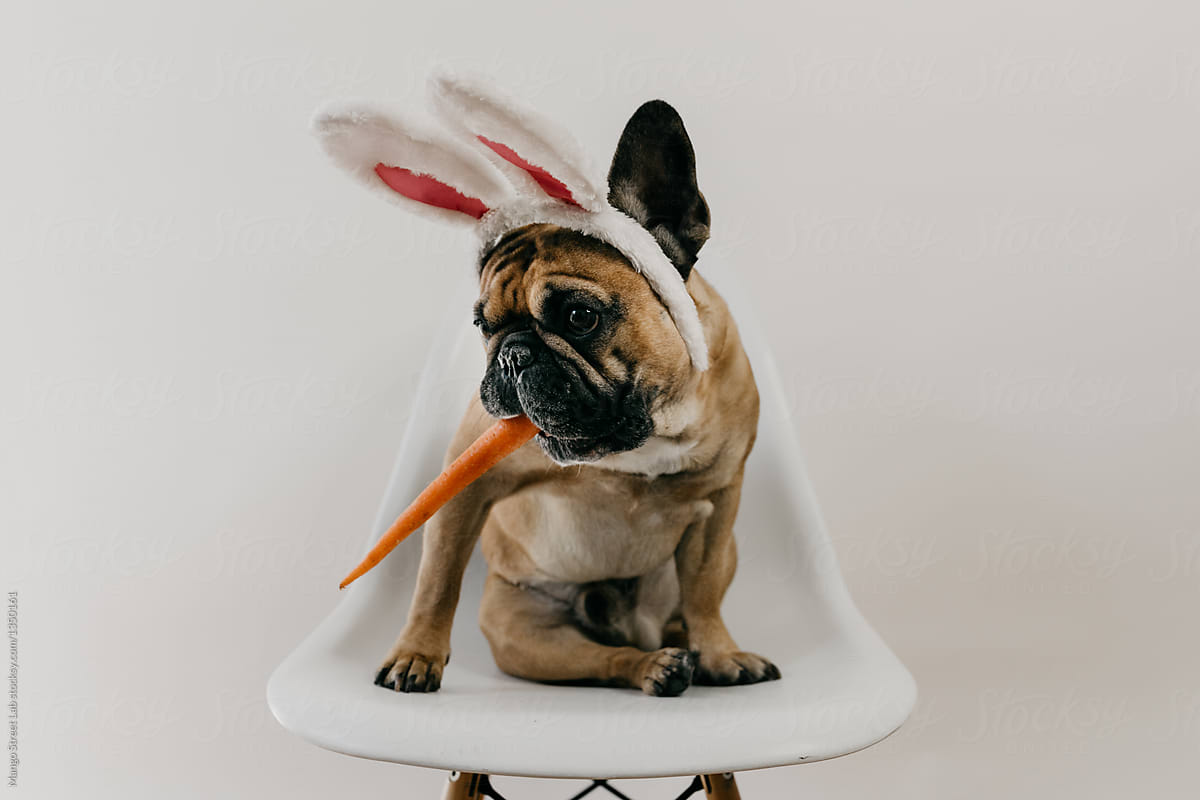 French Bulldog Puppy Dog Wearing Easter Bunny Ears