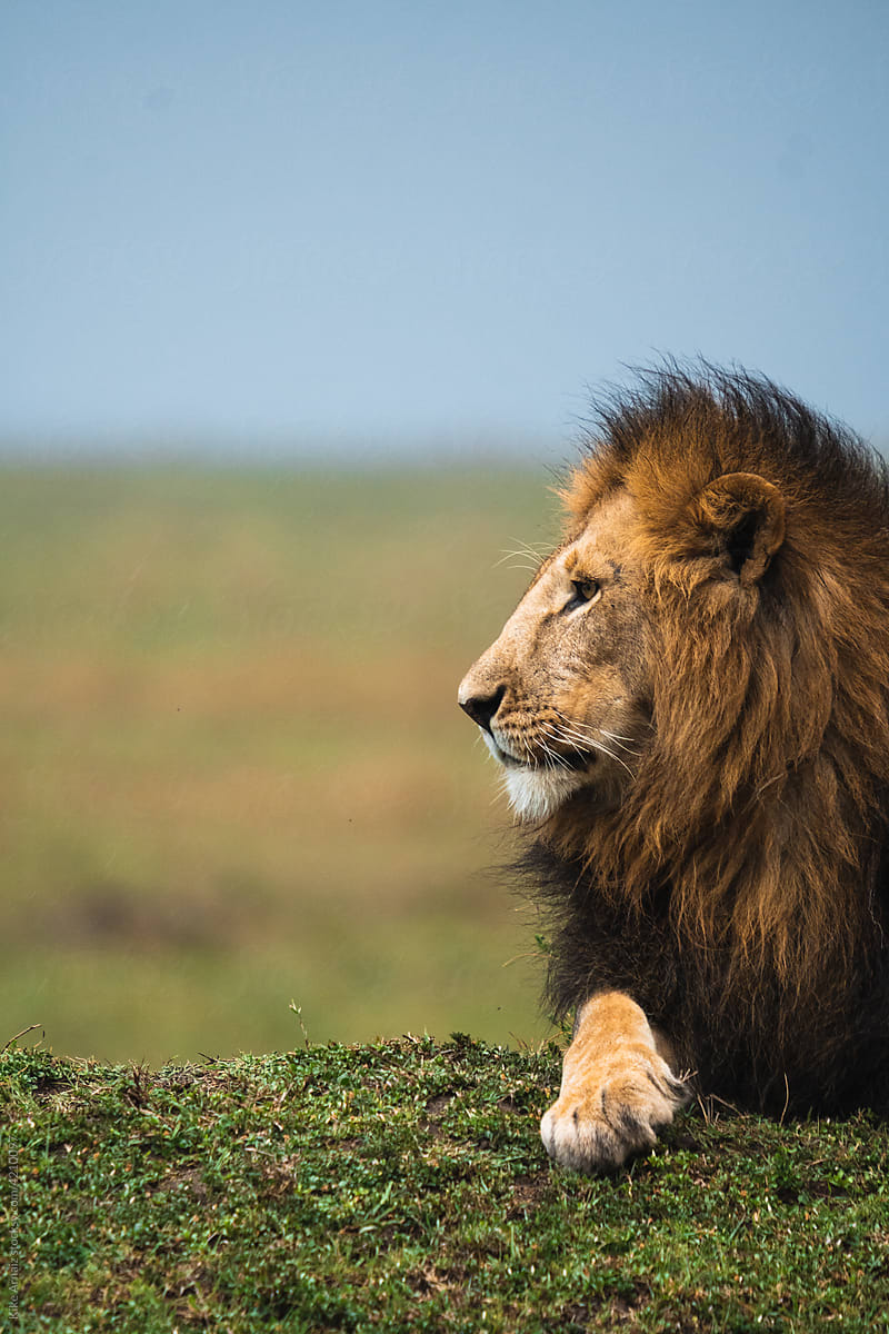Lion lying on grass