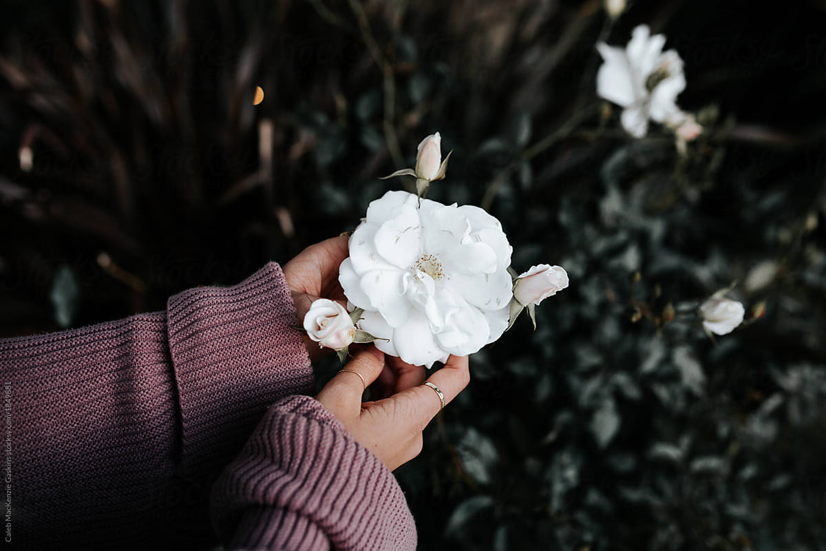Hand holding white flower