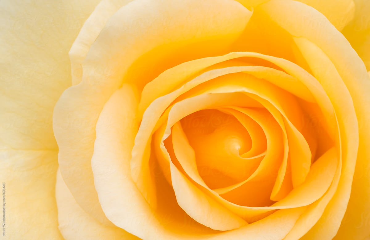 An orange colored rose blossom, closeup
