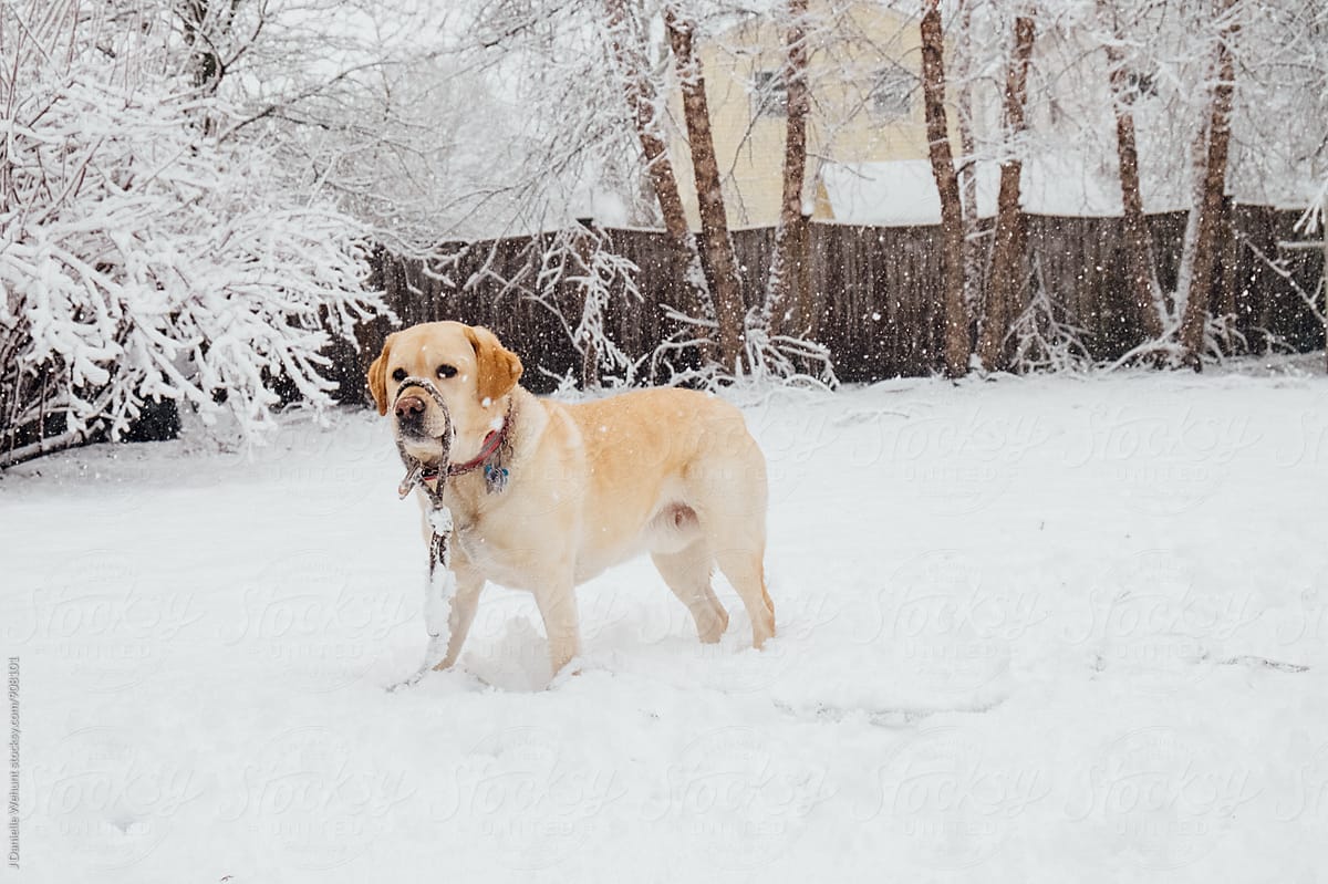 A yellow lab puppy dog playing with his leash in the snow.