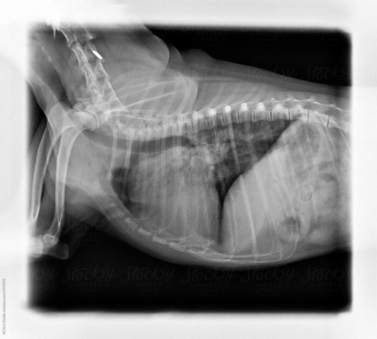 X-ray of a small dog in the vet