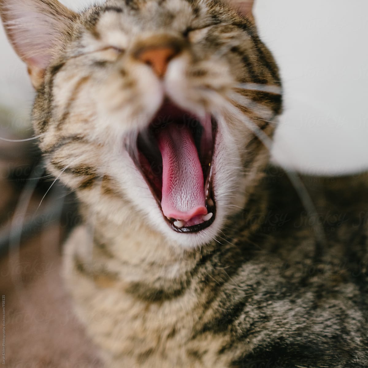 Closeup Of A Cute Cat With A Big Yawn\