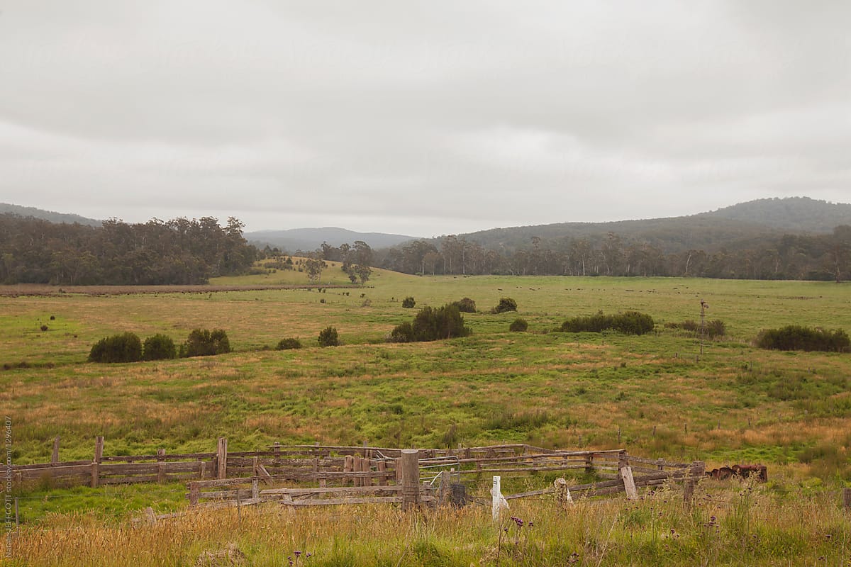 Green farmland / countryside in Southern New South Wales, Australia