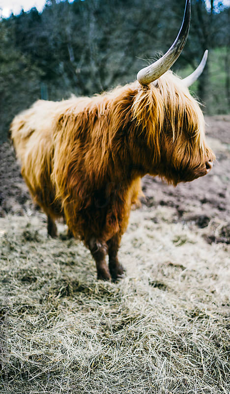 Long-haired highland cattle looking into the distance