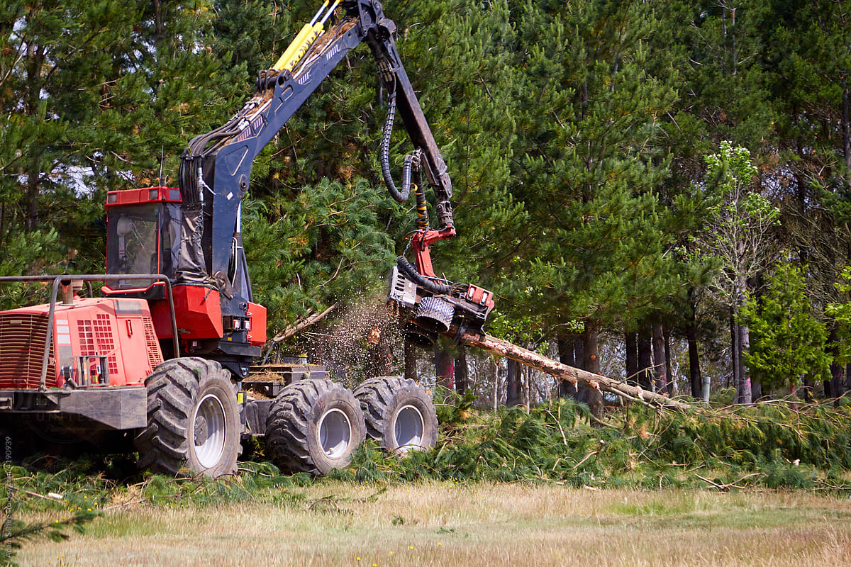 Silviculture forestry logging, cutting pine trees