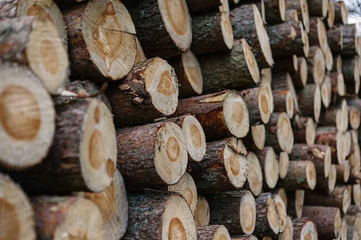 Pile of lumber.