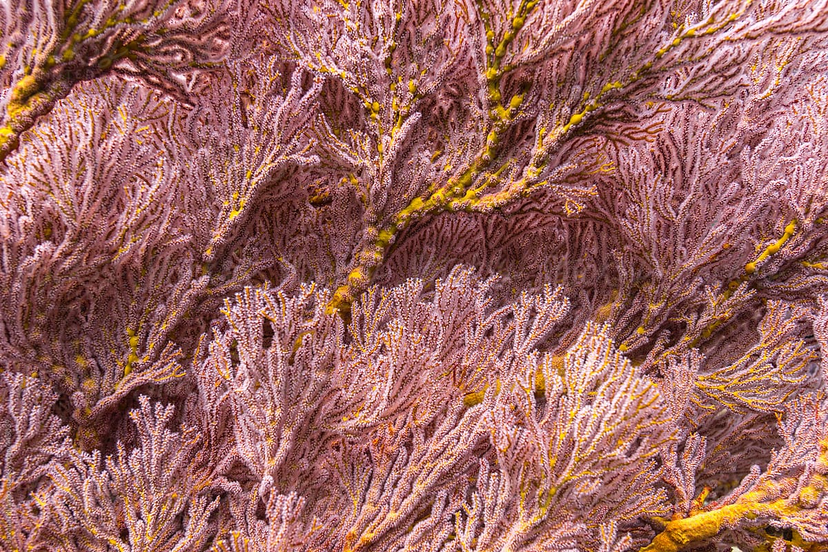 Pink coral pattern