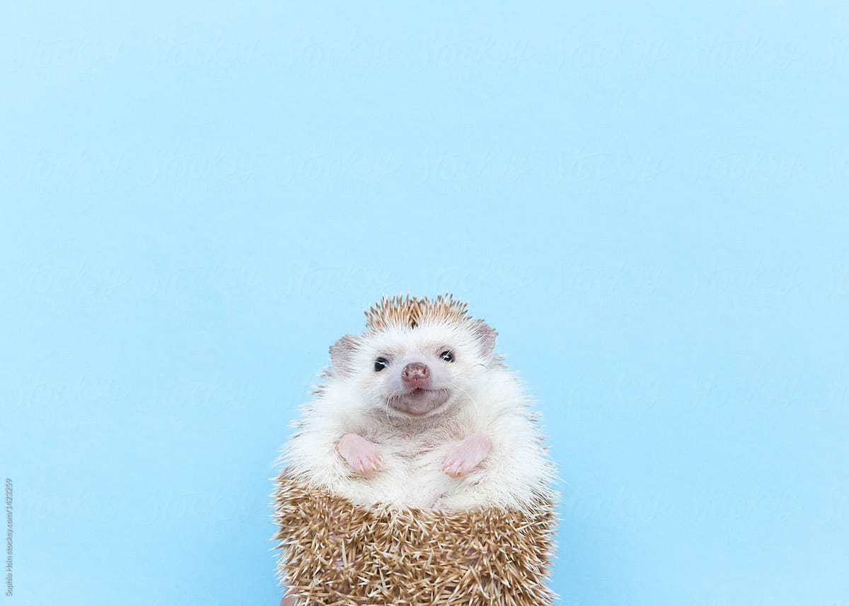 Hedgehog with white space above head for type