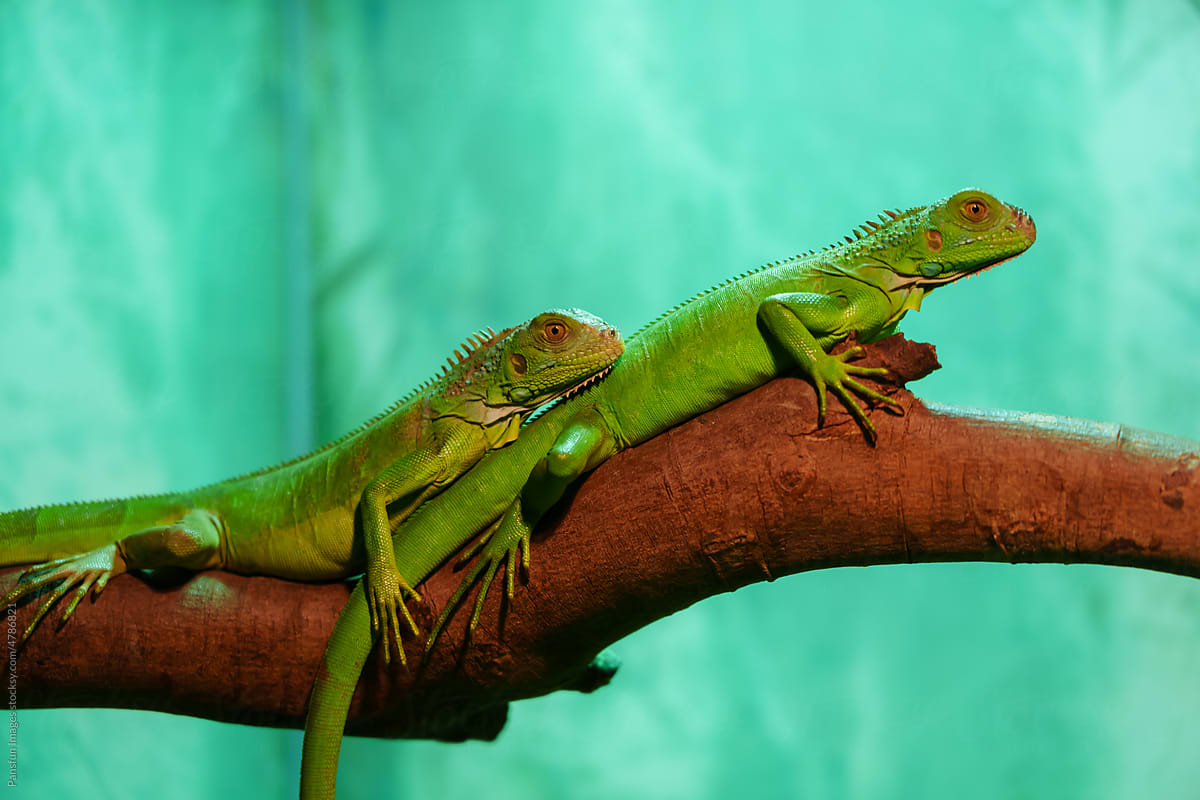 Green iguana kept indoors under UV light in zoo