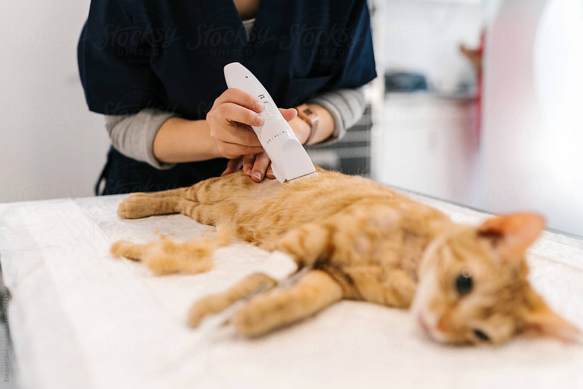 Anonymous hands of a veterinarian shaving a cat\'s belly