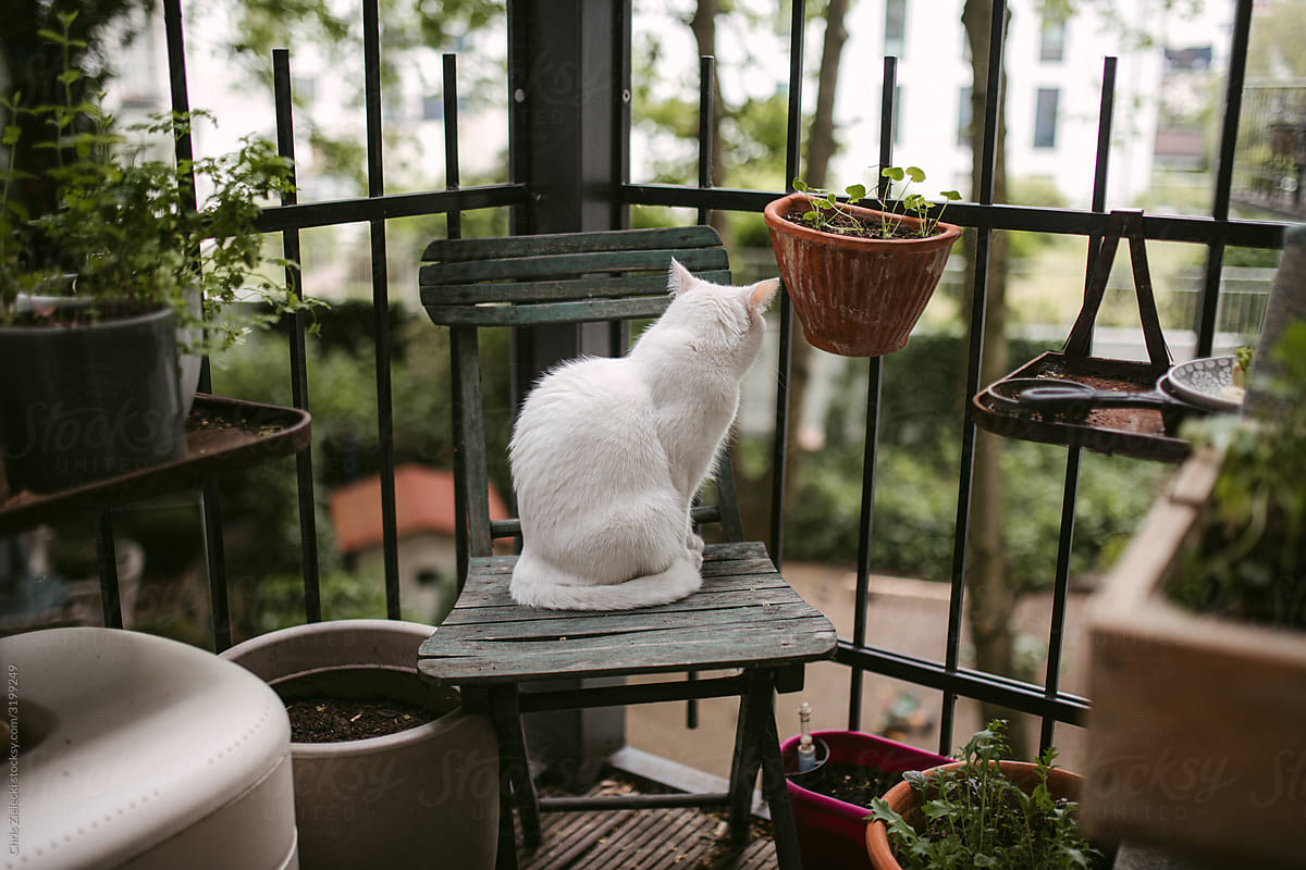 White cat sitting on shabby chair on balcony