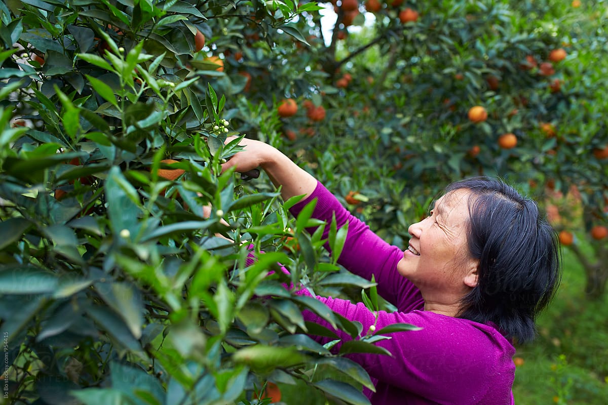 Chinese woman picking orange in the orange farm