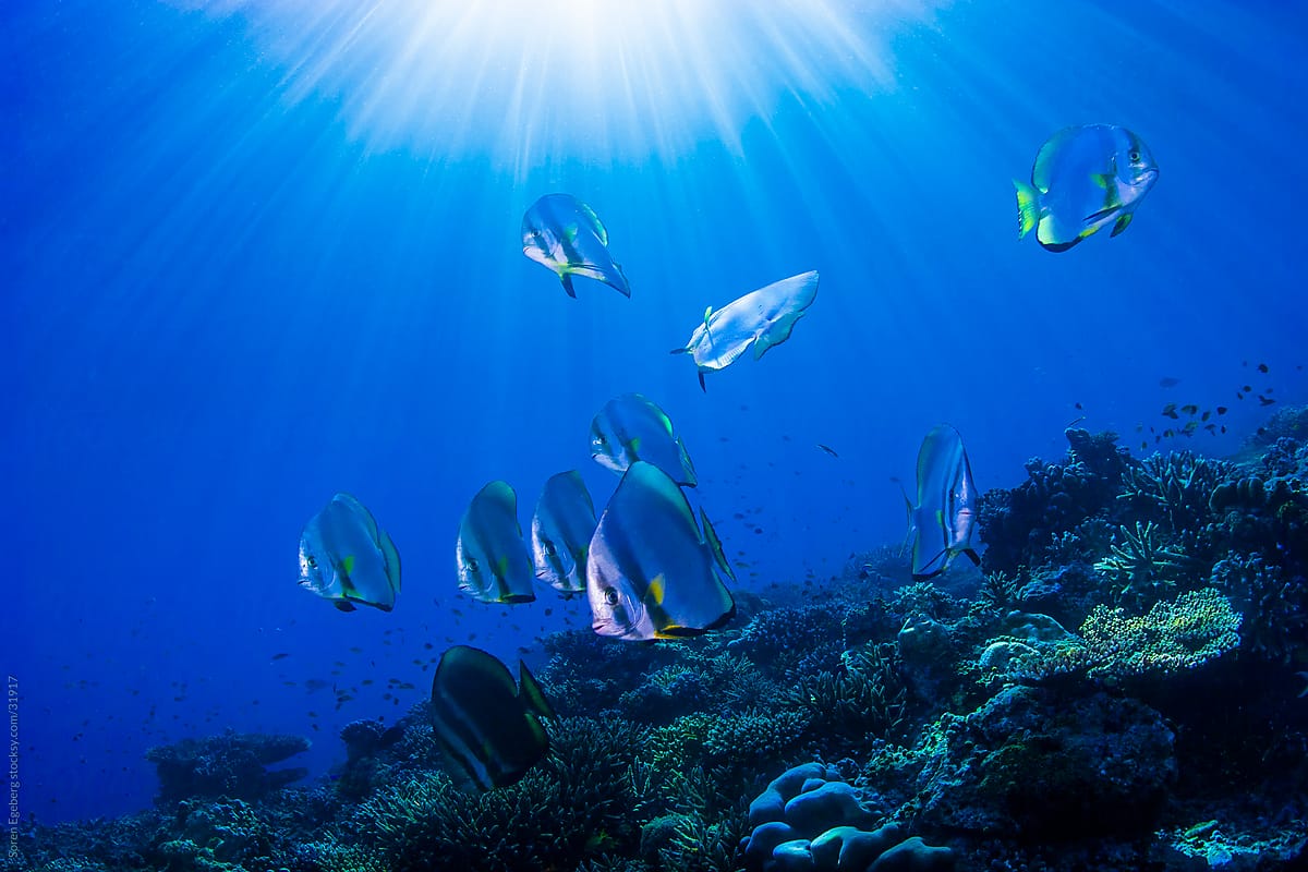 Bat fish swimming on a coral reef underwater with blue water background with sun from above