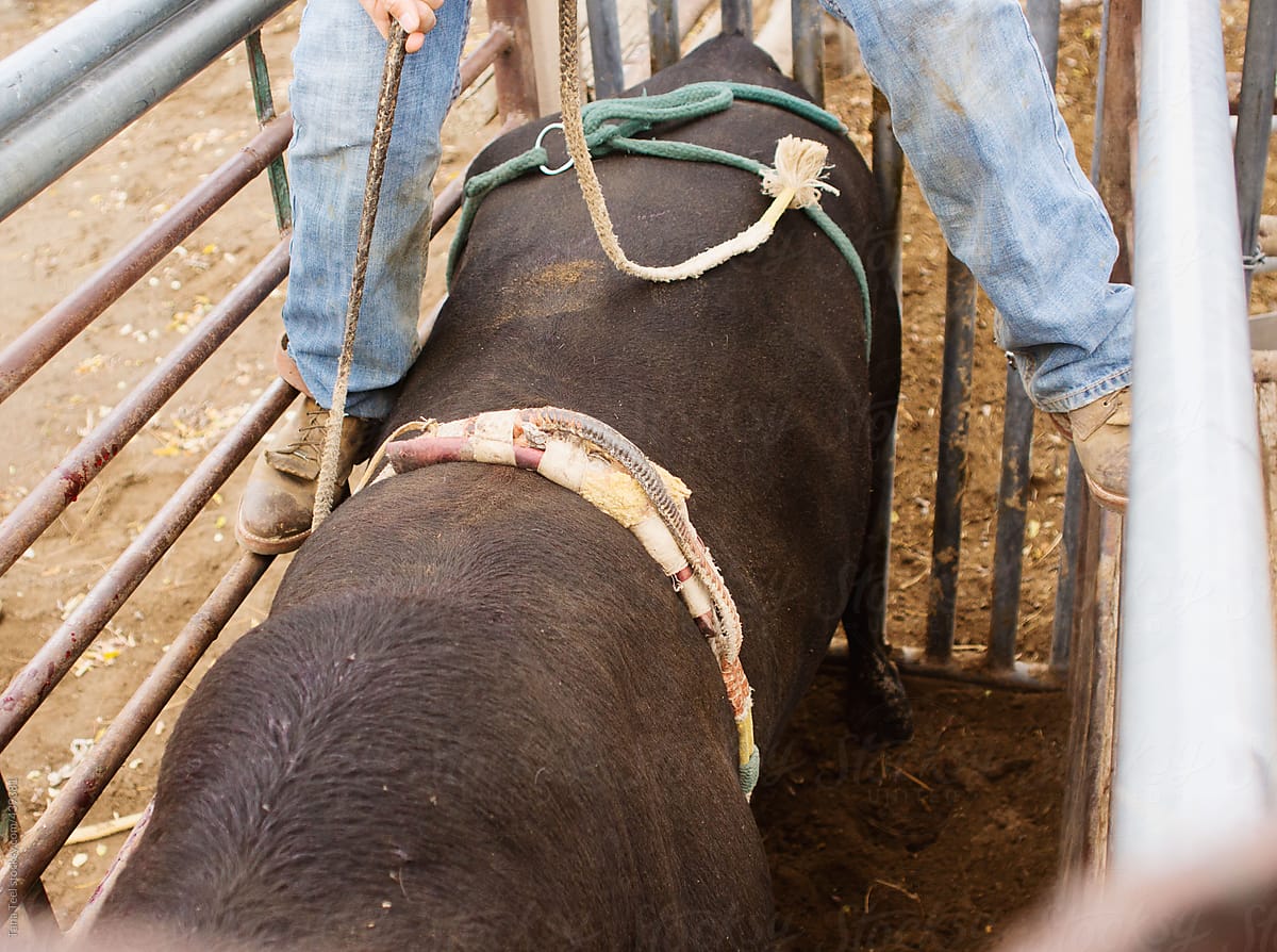 Cowboy tightens bull rope on a bucking bull in a chute