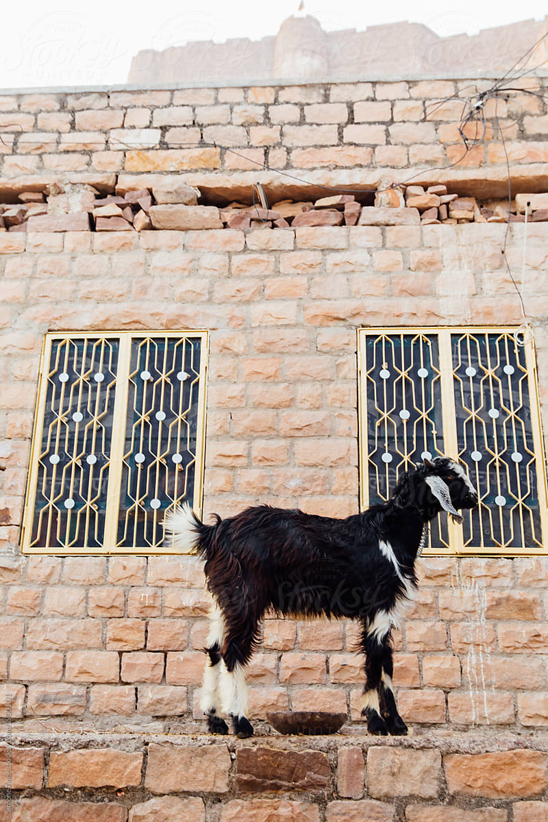 Goat on a wall