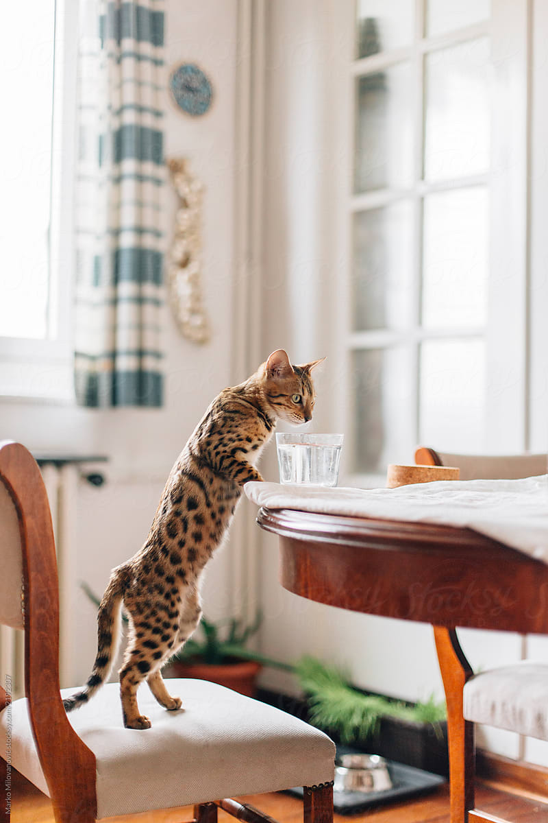Bengal cat drinking water